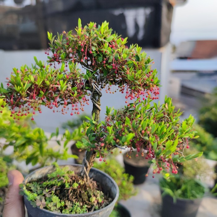 Bonsai Mame Cendrawasih micro Formal Karakter Sudah jadi