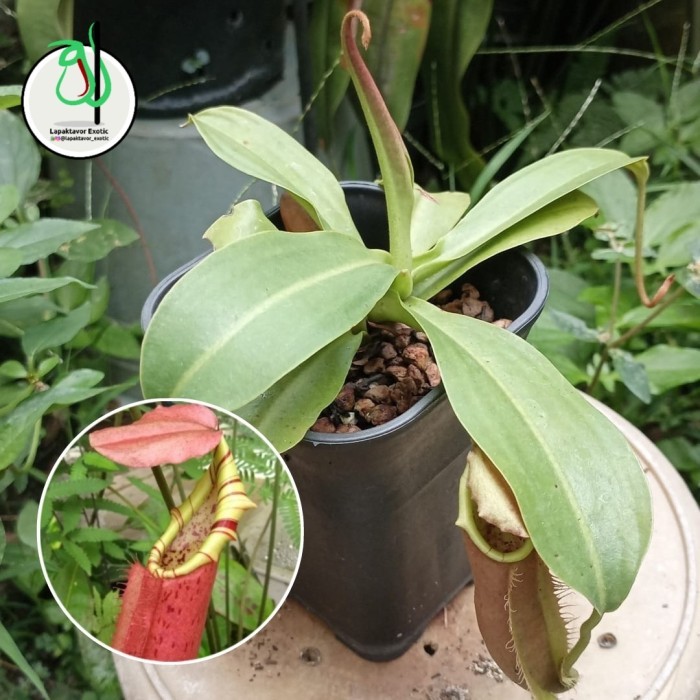 kantong semar/nepenthes northiana x veitchii