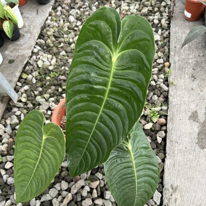 Anthurium King Veitchii Ecuador