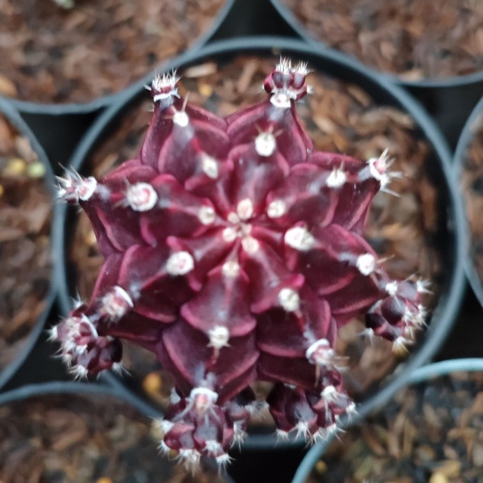 Kaktus grafting import korea red korea medium