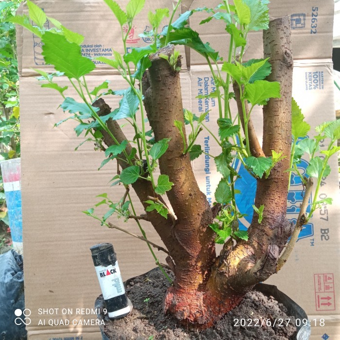 bahan bonsai murbei asli bonggol