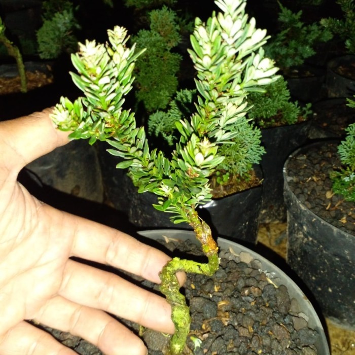 Lohansung Mikro Biji Beras/ Lohansung Air Brush Meliuk