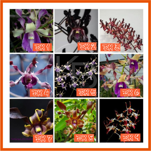 ANGGREK DENDROBIUM KRITING BOTOL SIAP AKLIM