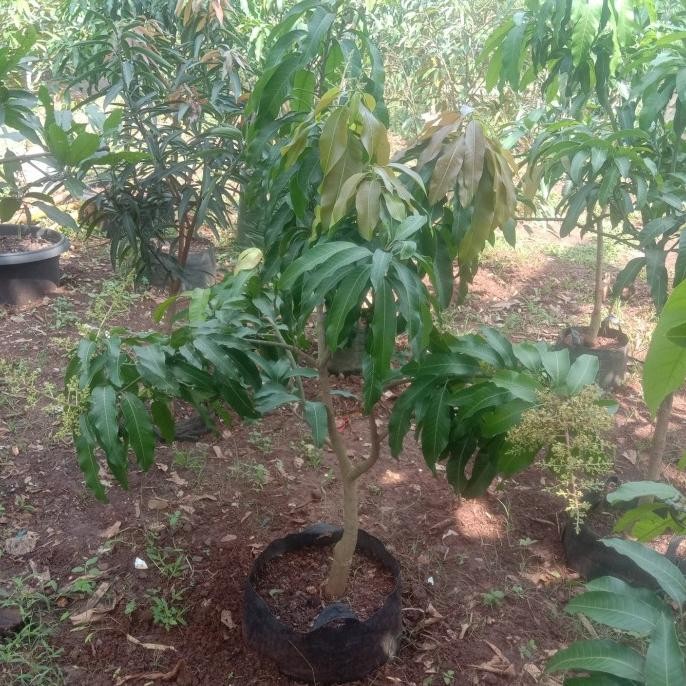 pohon mangga alpukat 1.70 meter berbuah pentilan banyak KT7