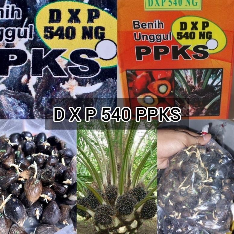 bibit kecambah sawit dxp ppks 540 berkualitas unggul