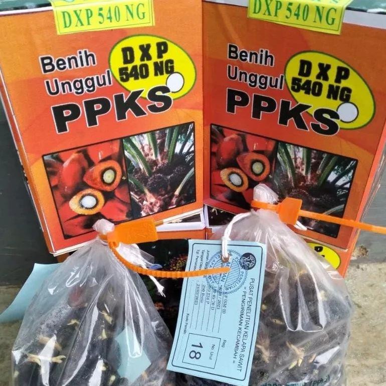 Benih biji  kecambah sawit unggul bersertifikt