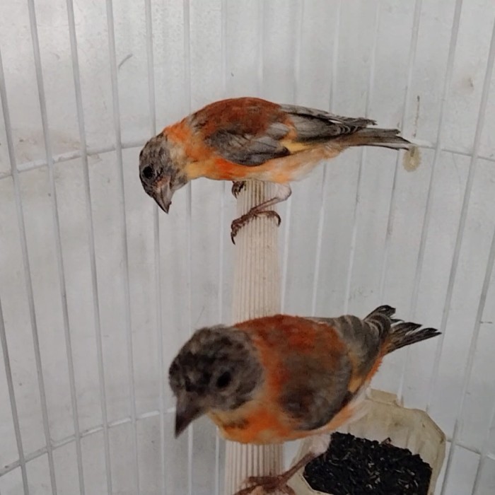 Red siskin dilute jantan muda