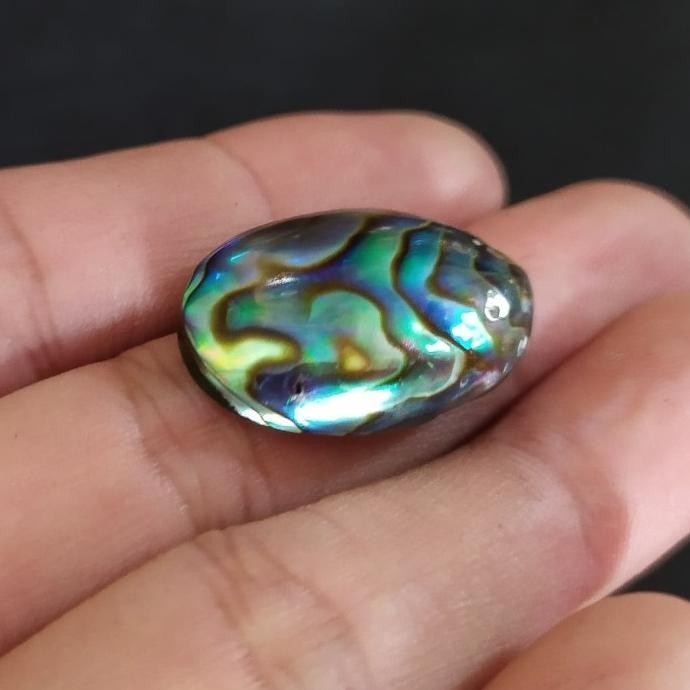 

BIG SALE ABALONE SHELL KERANG KULIT STONE OF THE SEA !!!!!