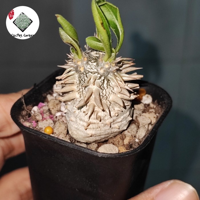 Pachypodium seedling brevicaule x horombense