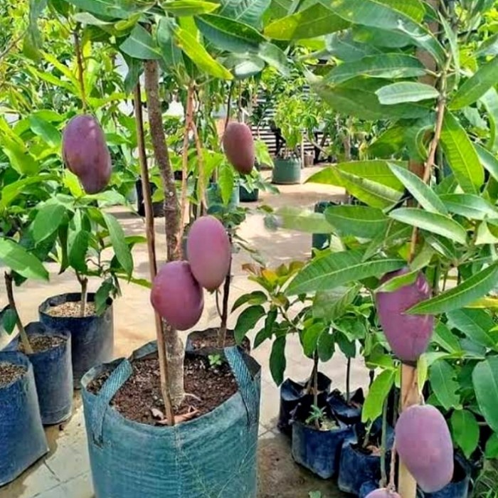 BIBIT BUAH MANGGA ERWIN SUDAH BERBUAH+ BERBUNGA