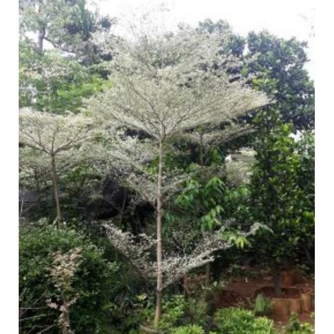 Bibit Pohon Ketapang Kencana Varigata Uk Sedang ( Daun Putih Asli )