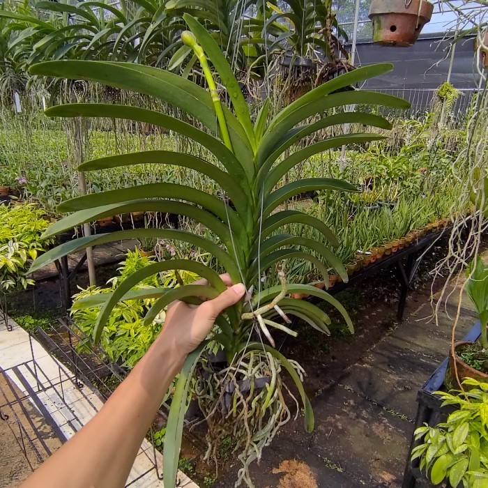 anggrek vanda spike knop warna acak