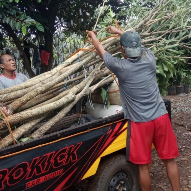grosir  pohon tabebuya 2meter kuning, unggu