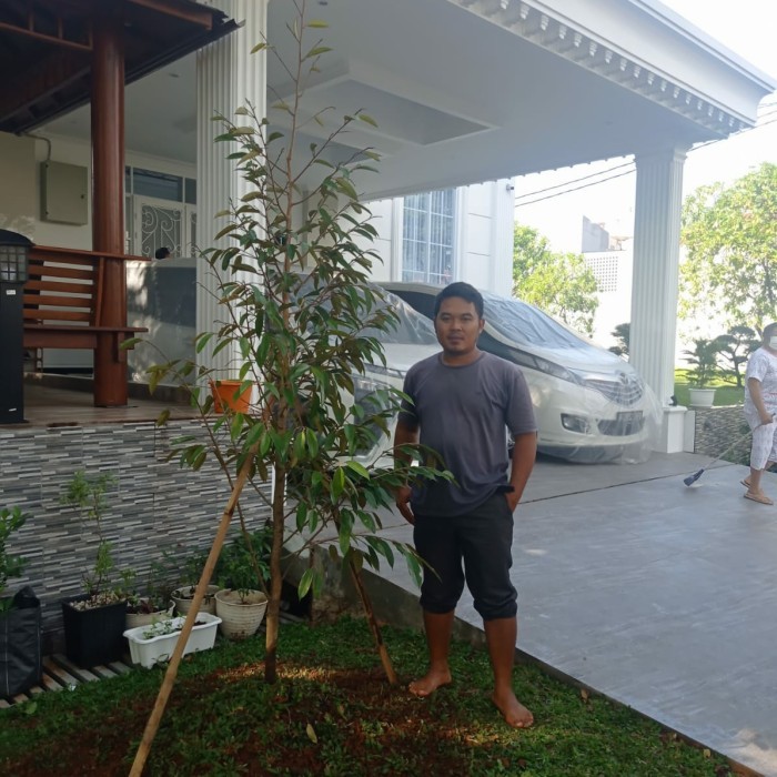 pohon durian bawor tinggi 2 meter siap berbuah