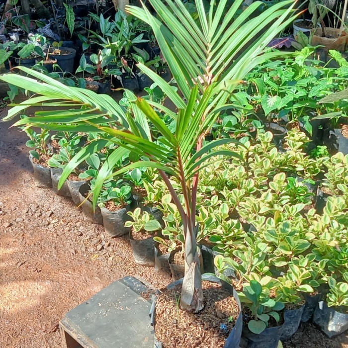 bibit tanaman hias palem botol tinggi 1 meter