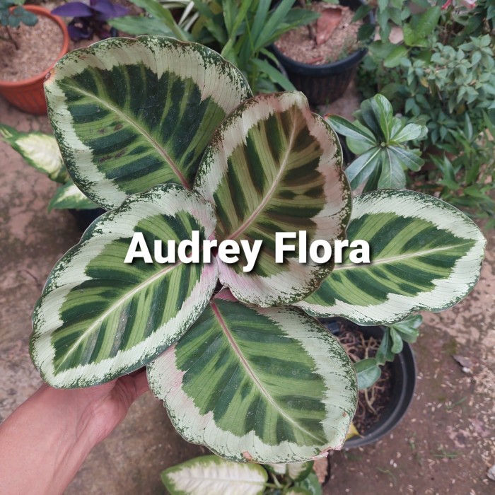 Tanaman Hias Calathea Angela - Calathea Angela Original