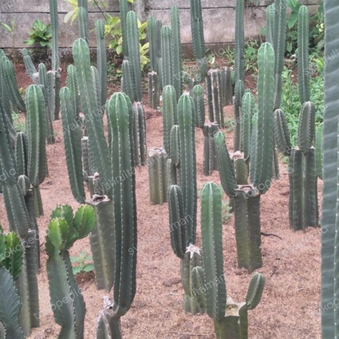 Tanaman Hias Kaktus Koboi Cabang / Pohon Hias Kaktus Koboi Bercabang