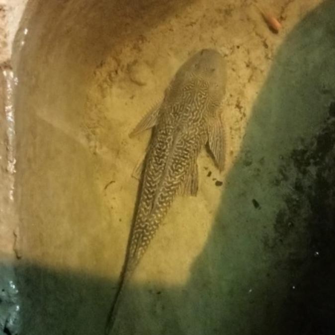 IKAN HIAS IKAN SAPU SAPU BLACK JUMBO PEMBERSIH LUMUT AQUARIUM