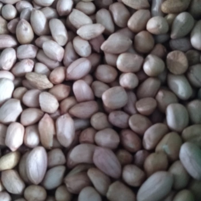 

BERKUALITAS Kacang Tanah 1kg Premium Mentah