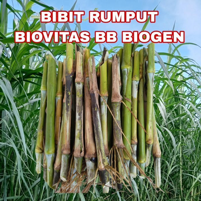 BIBIT RUMPUT BIOVITAS BB BIOGEN 1 KG