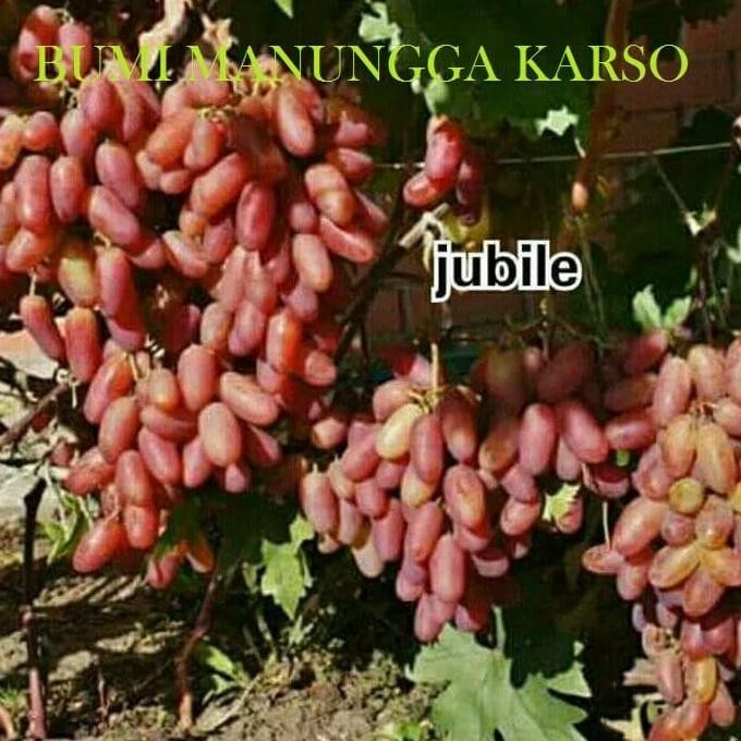 

bibit buah anggur import jenis JUBILE COD