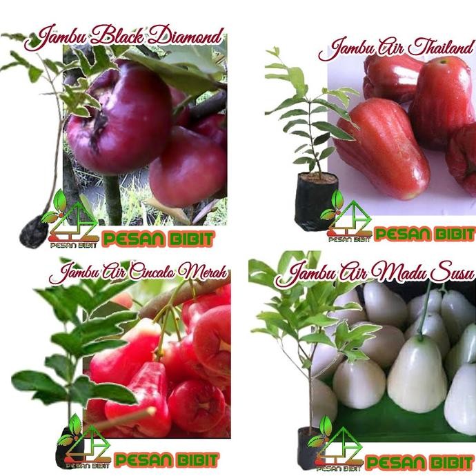 

PAKET MERDEKA ( 4 JENIS JAMBU AIR ) COD