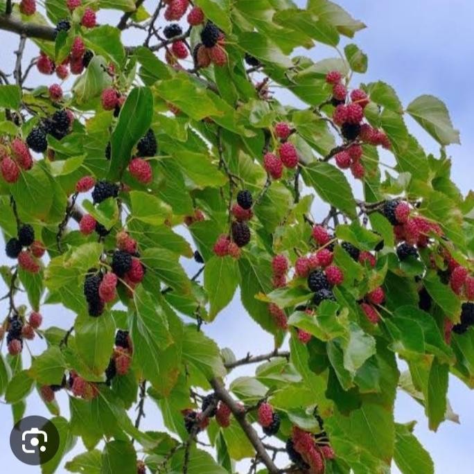 

pohon buah murbei tinggi 1meter lebih COD