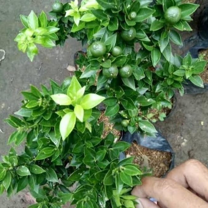 

Tanaman Bibit Jeruk Sonkip / Kasturi Sudah Berbuah COD