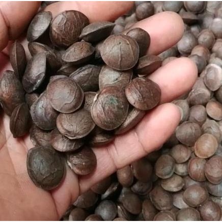 

Bibit Kacang Sacha Inchi 1 kg COD