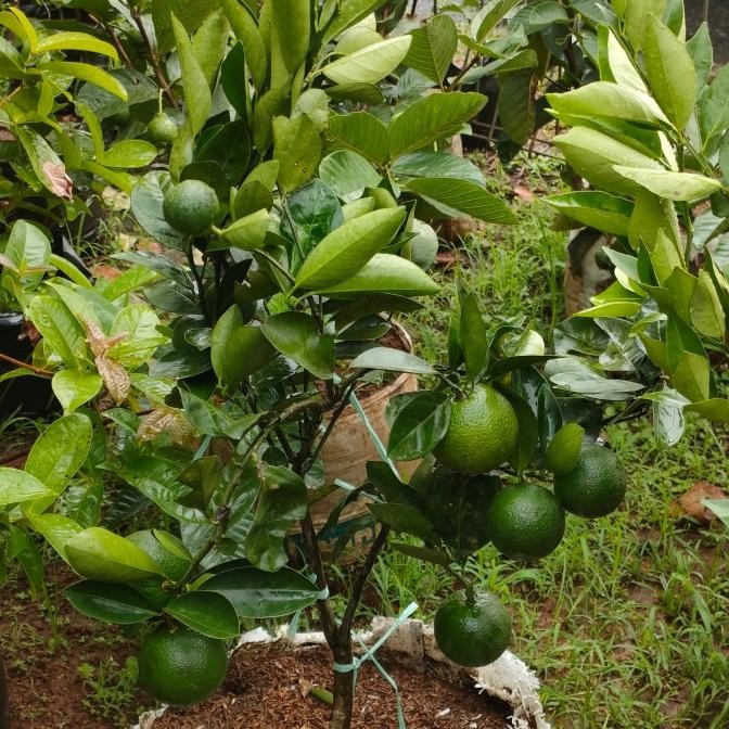 

Tanaman buah jeruk baby sankist/sudah berbuah banyak COD