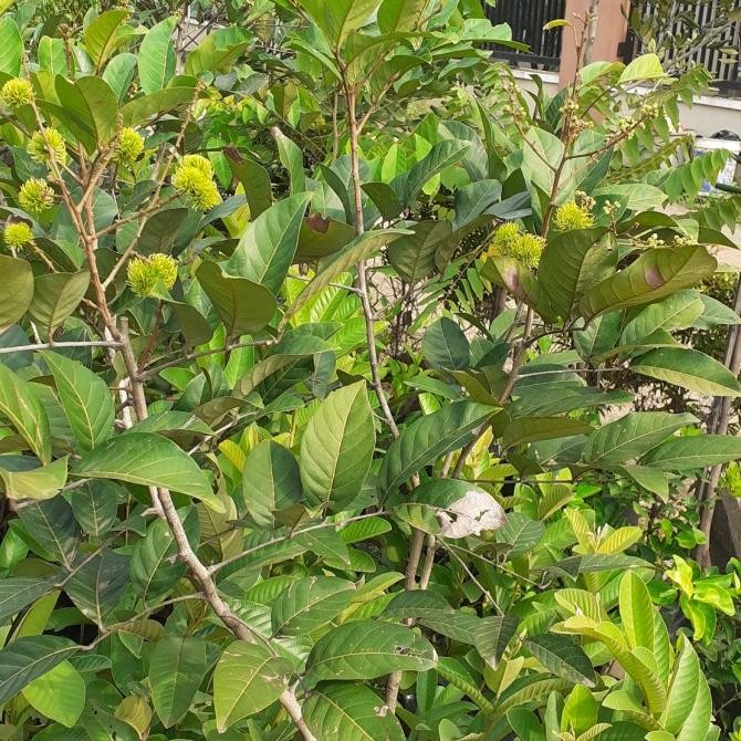 

rambutan binjai berbunga tinggi 1,5 meter COD