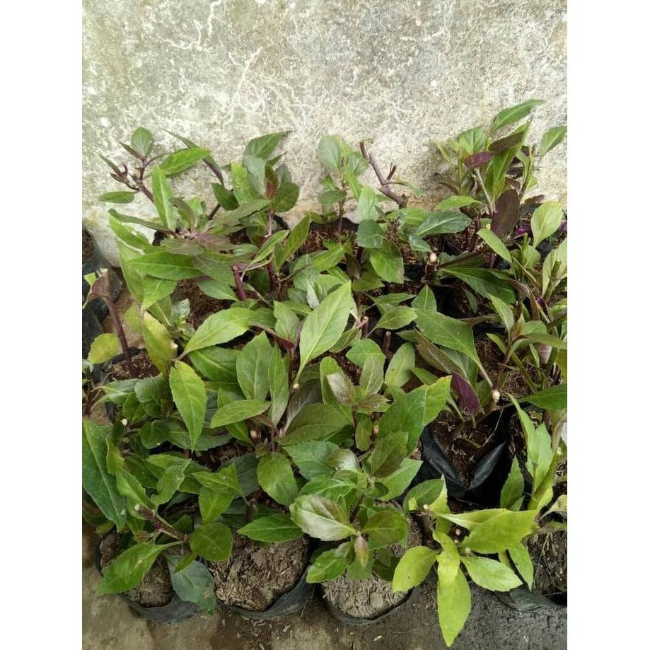 

sambung nyawa merah COD