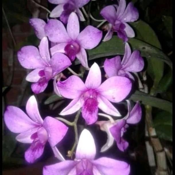 Keiki anggrek dendrobium mantangai COD