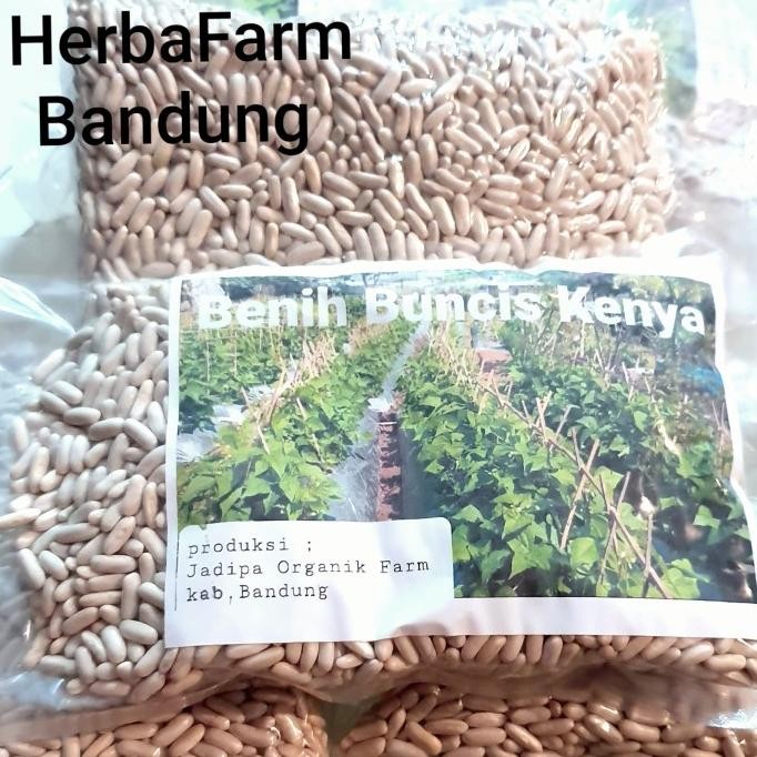 

Benih Buncis Kenya ,500 gram COD