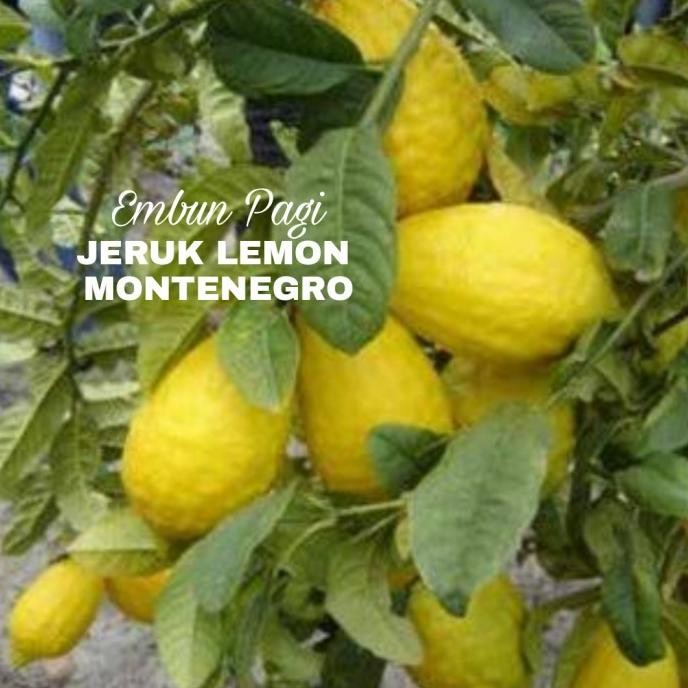 

Bibit Jeruk Lemon Montenegro import Super jumbo COD