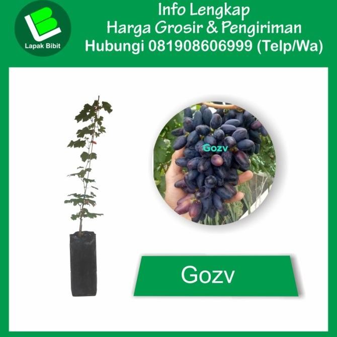 

Bibit Anggur Gozv Tinggi 50 s/d 100 Centimeter COD