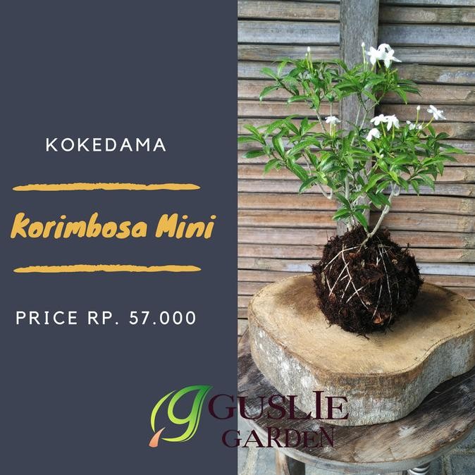 

KOkedama - Korimbosa Mini COD