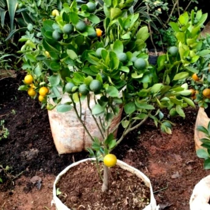 

BIBIT TANAMAN BUAH JERUK SUNKIS SUDAH BERBUAH COD