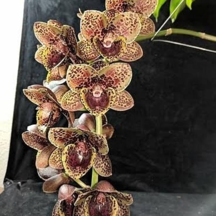 

Catasetum fdk after dark Baker Cheetah COD