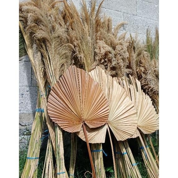 BISMILAH PALEM JUMBO LEBAR 45CM/DAUN PALEM KERING/DRIED PALM RUSTIC/DEKORASI AESTHETIC TREND