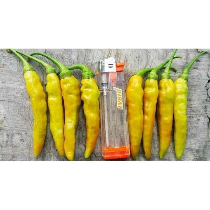 Benih Cabe Rawit Merah VIRAL 10gr - BIBIT VIRAL