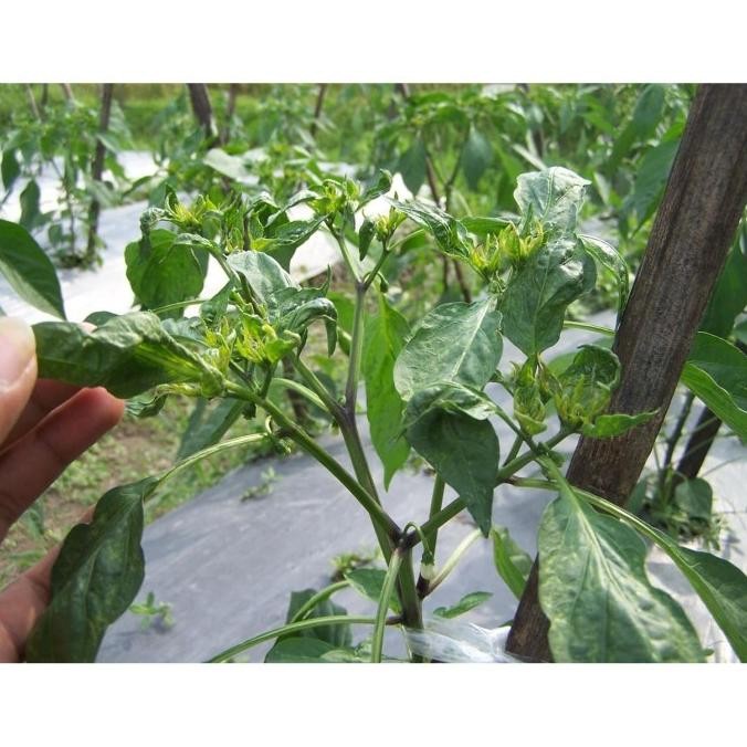 insektisida WINDER 25 WP