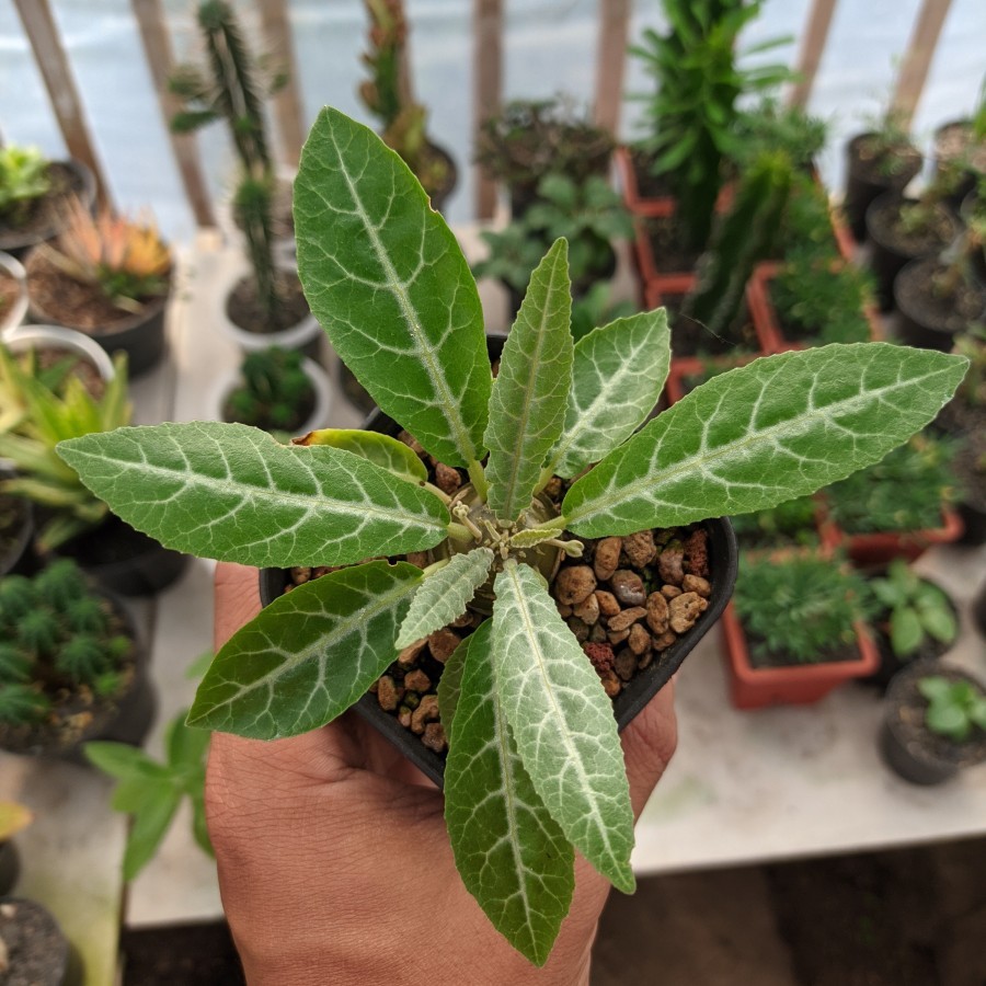 Dorstenia Lancifolia Kaktus Sukulen Tanaman Hias