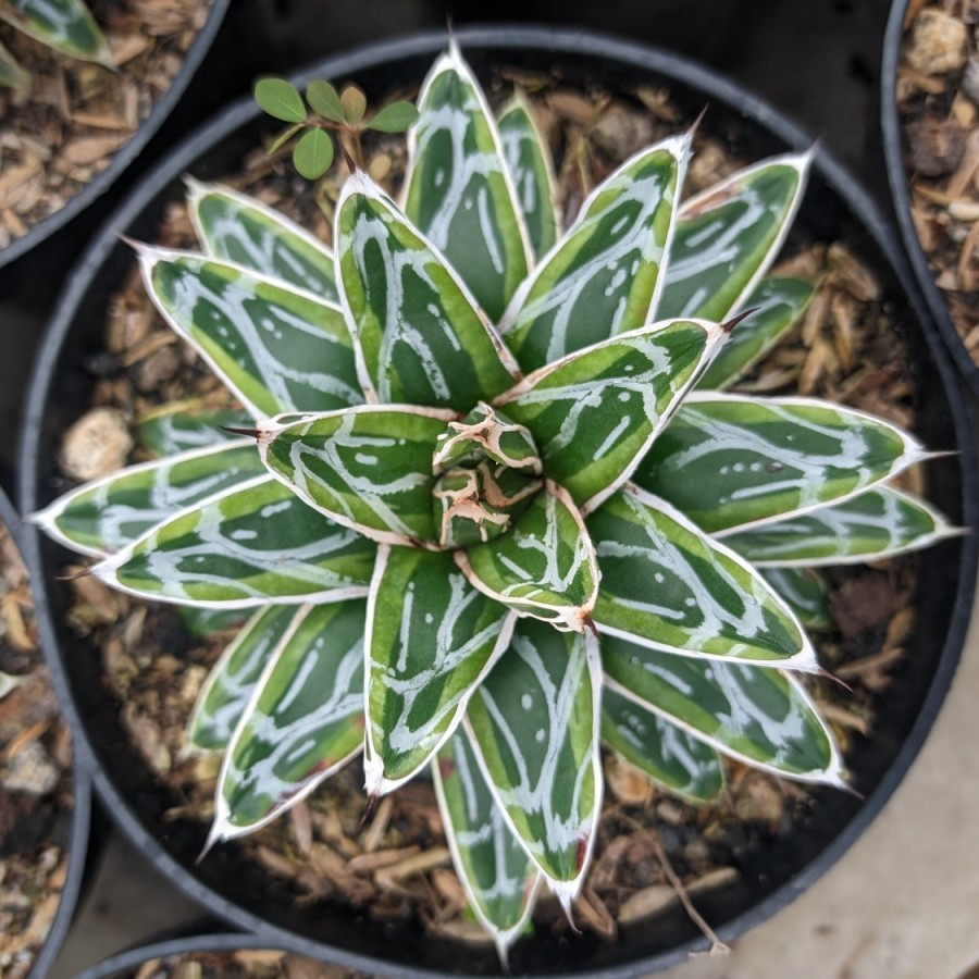 Agave himeson no yuki variegata