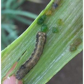 INSEKTISIDA Siklon 5.7 WG