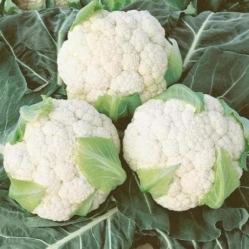 

BENIH Kembang Kol Hibrida Bima 45 +/- 2500 butir