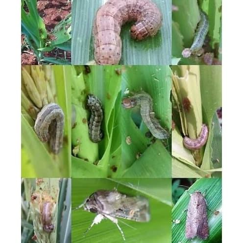 Insektisida METINDO 25 WP 100 gram