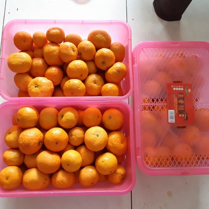 

CNY TERMURAH Gift Box 1 Kotak Jeruk Santang Birma Imlek Sinchia Hadiah fr Limited