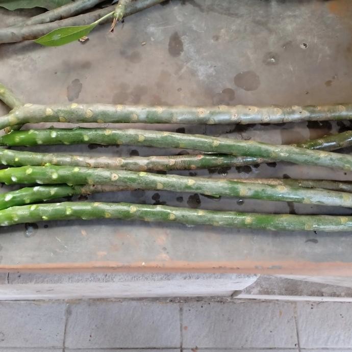 Bibit Stek Pohon Kamboja Bali atau Plumeria Merah Hitam Bludru