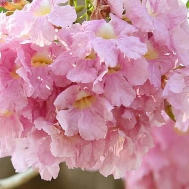 pohon tabebuya 3 meter rosea pink dan kuning